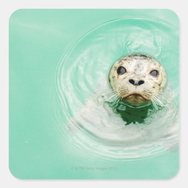 Darstellung eines Siegels im Wasser Quadratischer Aufkleber (Vorderseite)