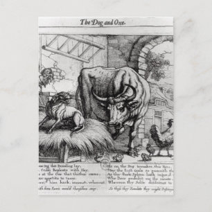 Darstellung für "Der Hund und das Ox" Postkarte