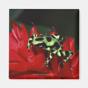 Dart frog 2 magnet