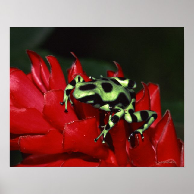 Dart frog 2 poster (Vorne)