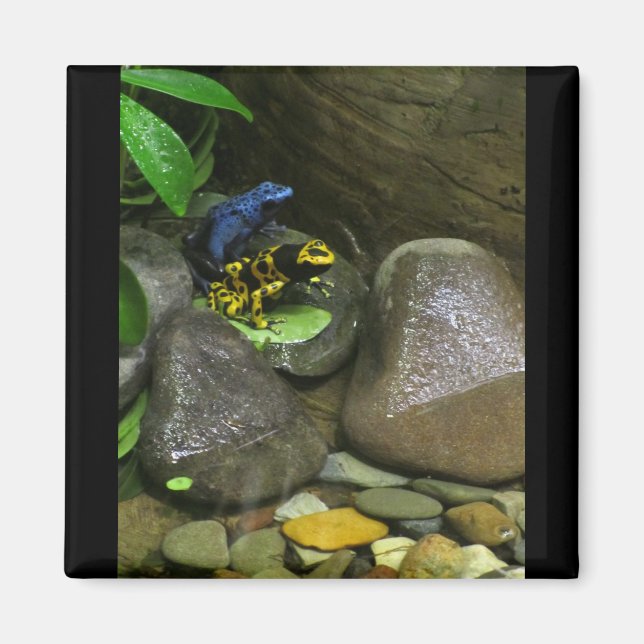 Dart Frog Buddies Magnet (Vorne)