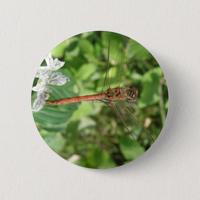 Darter Dragonfly Button (Vorderseite)