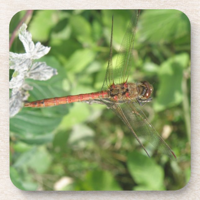 Darter Dragonfly Cork Untersetzer (Vorderseite)
