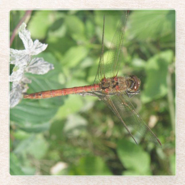 Darter Dragonfly Glasuntersetzer (Vorderseite)
