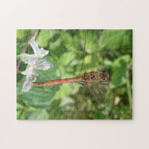 Darter Dragonfly Puzzle