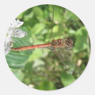Darter Dragonfly Stickers