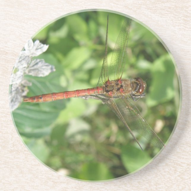 Darter Dragonfly-Untersetzer Getränkeuntersetzer (Vorne)