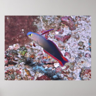 Dartfish dekoriert poster
