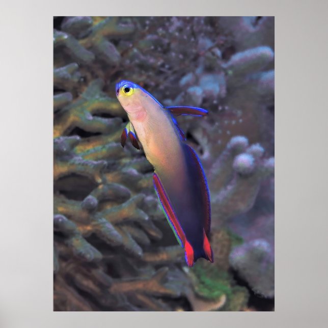 Dartfish Portrait Poster (Vorne)