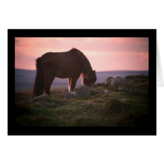 Dartmoor Pony am Sonnenuntergang