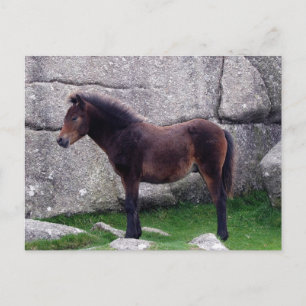 Dartmoor Pony Foal Sheltering Bone Hill Rocks Postkarte
