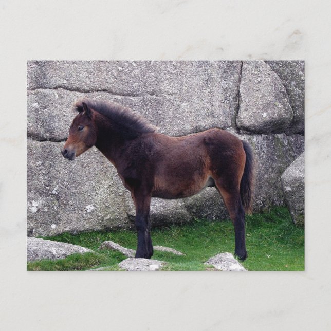 Dartmoor Pony Foal Sheltering Bone Hill Rocks Postkarte (Vorderseite)