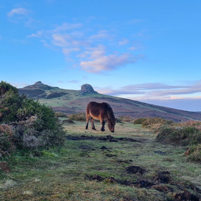 Dartmoor sauvage Magnet de cheval de poney (Créateur téléchargé)