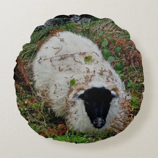 Dartmoor Schafe beim Verstecken Rundes Kissen (Vorderseite)