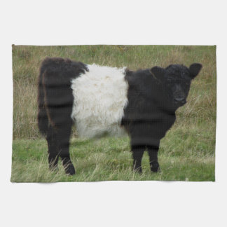Dartmoor schnallte Galloway-Kalb um Handtuch