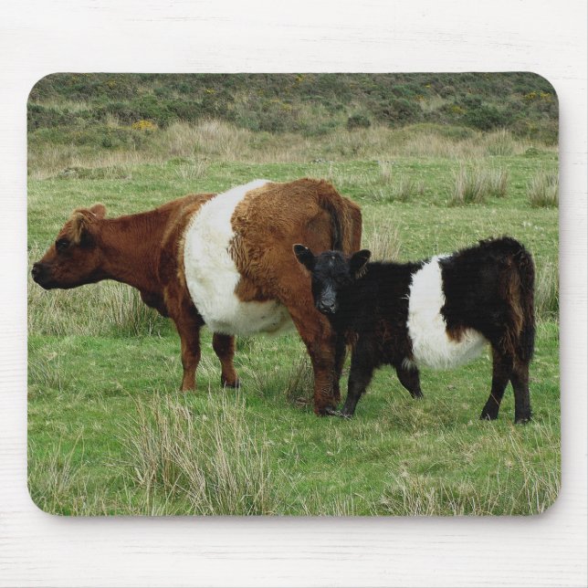 Dartmoor schnallte Gallowaykuh und -kalb um Mousepad (Vorne)