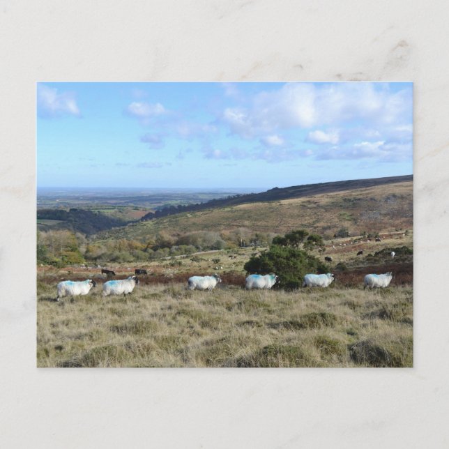 Dartmoor Sheep Postkarte (Vorderseite)