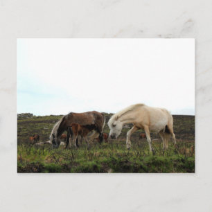 Dartmoor Wild Ponies Postkarte