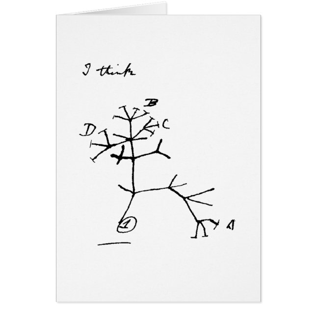 Darwin-Baum (Vorne)