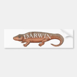 Darwin-Evolution Tetrapod Autoaufkleber