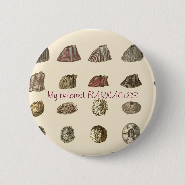 Darwin-Monograph-Armbänder, Meine geliebten BARNAC Button (Vorderseite)