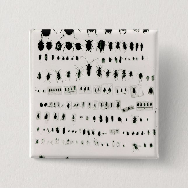 Darwins Insektensammlung Button (Vorderseite)