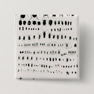 Darwins Insektensammlung Button