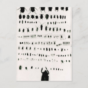 Darwins Insektensammlung Postkarte