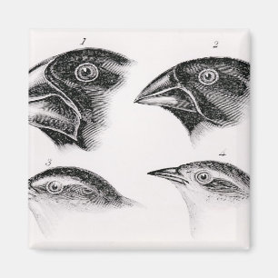 Darwins Vogelbeobachtungen Magnet