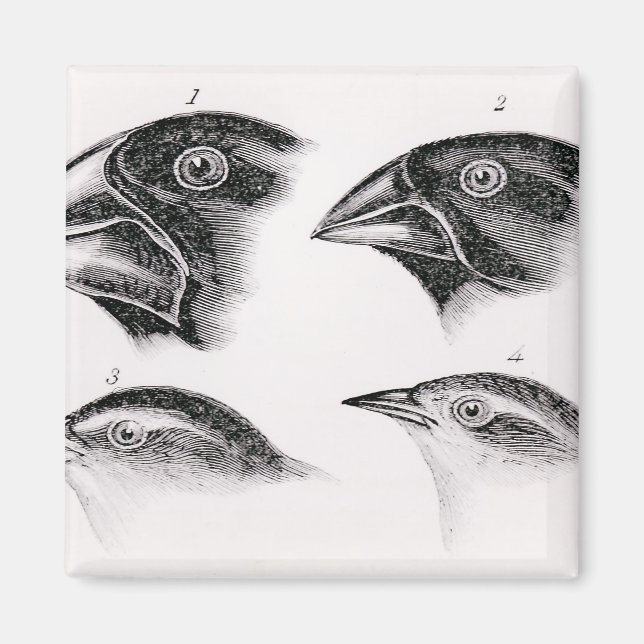 Darwins Vogelbeobachtungen Magnet (Vorne)