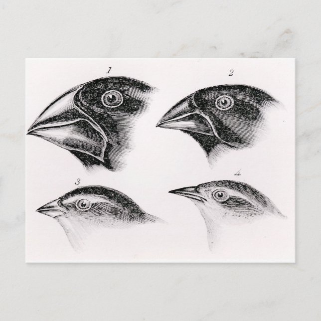 Darwins Vogelbeobachtungen Postkarte (Vorderseite)