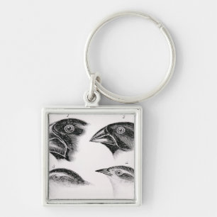 Darwins Vogelbeobachtungen Schlüsselanhänger