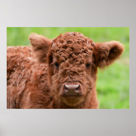 Das Adorable Highland Calf Poster
