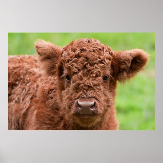 Das Adorable Highland Calf Poster (Vorne)