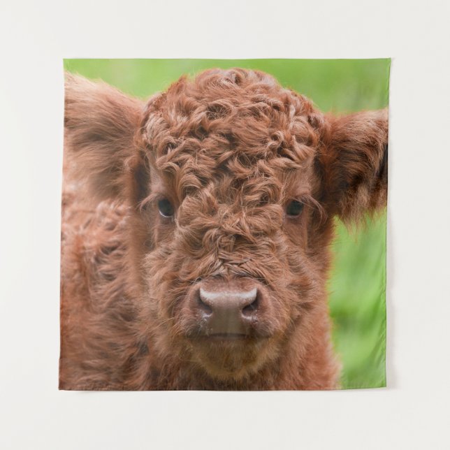 Das Adorable Highland Calf Wandteppich (Vorderseite)