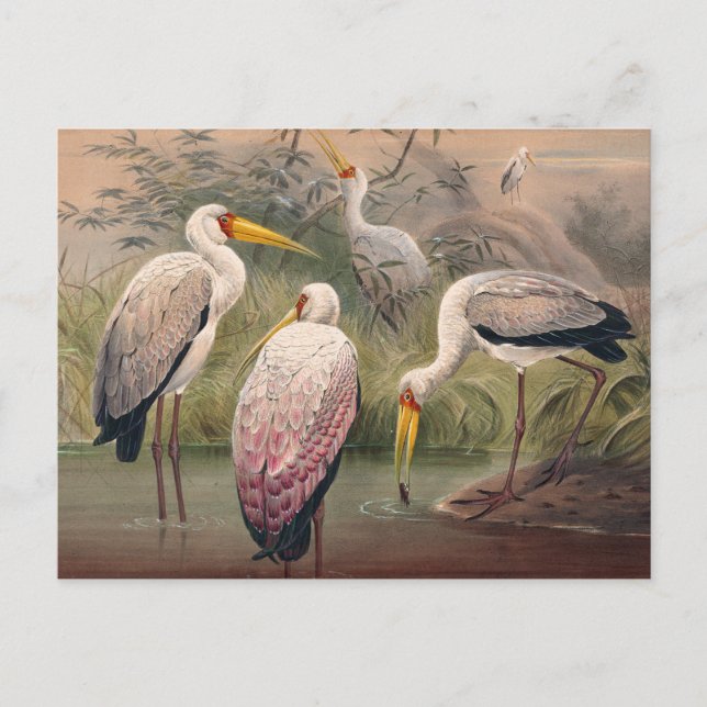 Das afrikanische Holz Ibis von Joseph Wolf Postkarte (Vorderseite)