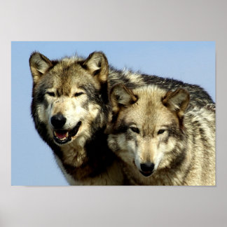 Das Alpha-Wolf-Paar Poster