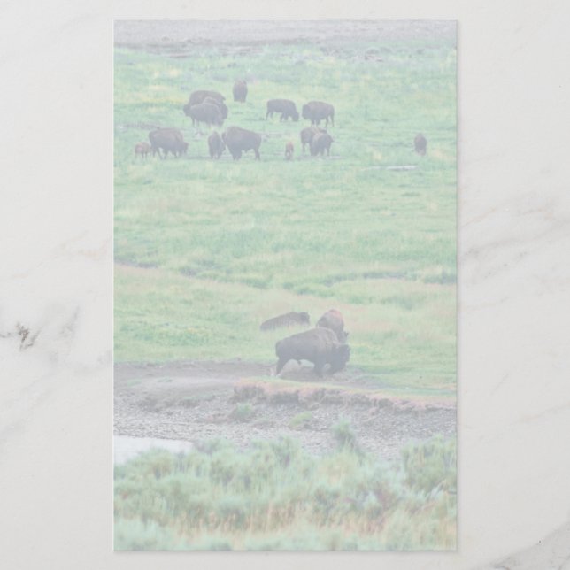 Das amerikanische Bison Briefpapier (Vorderseite)
