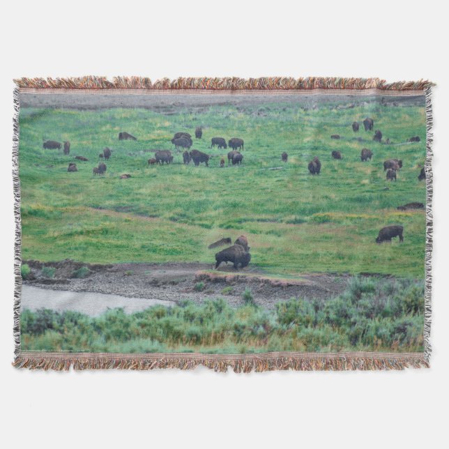 Das amerikanische Bison Decke (Vorderseite)
