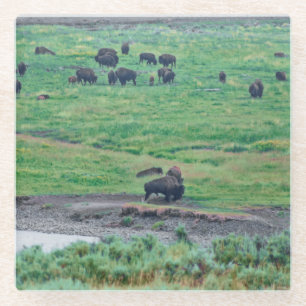 Das amerikanische Bison Glasuntersetzer