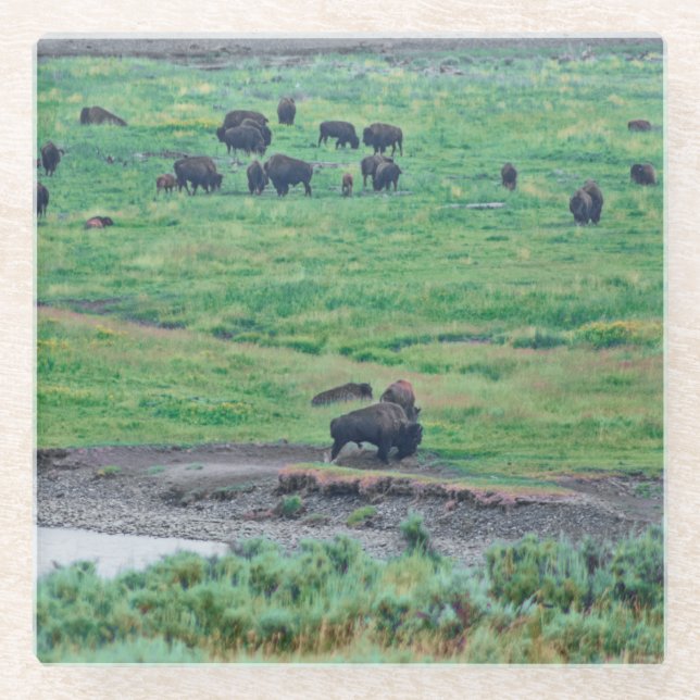 Das amerikanische Bison Glasuntersetzer (Vorderseite)