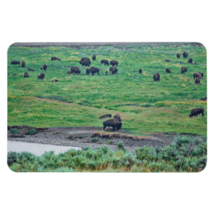 Das amerikanische Bison Magnet