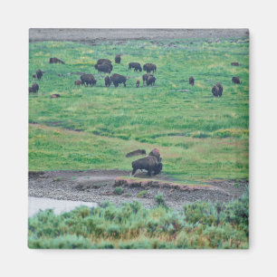 Das amerikanische Bison Magnet