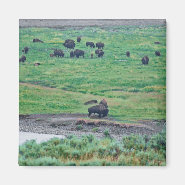 Das amerikanische Bison Magnet (Vorne)