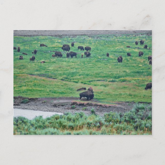 Das amerikanische Bison Postkarte (Vorderseite)