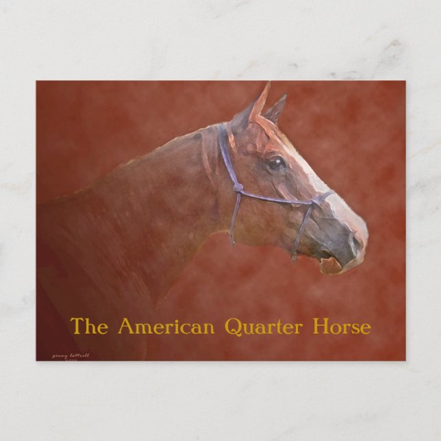 Das amerikanische Quarterpferd Postkarte (Vorderseite)