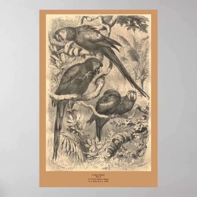 Das Ara Poster (Vorne)