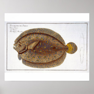Das Argus Flounder (Pleuronectes Argus) Platte XLV Poster