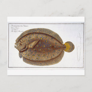 Das Argus Flounder (Pleuronectes Argus) Platte XLV Postkarte