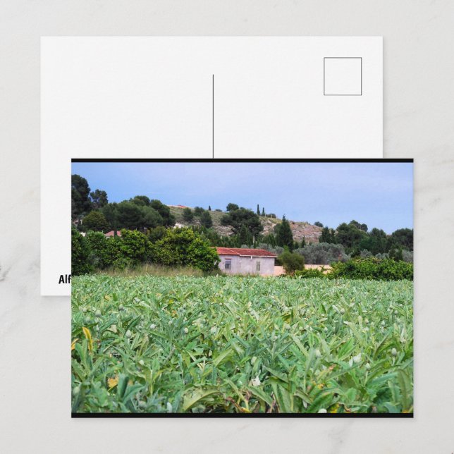 Das Artischockenfeld Postkarte (Vorne/Hinten)